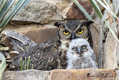 Athena Great Horned Owl 2025